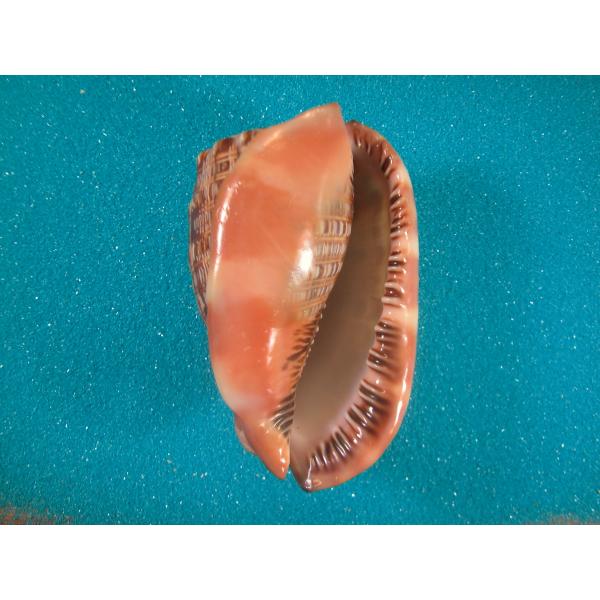 センボウガイ : 貝殻ストア - 通販 - Yahoo!ショッピング