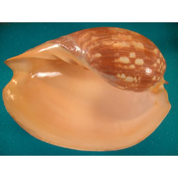 イナズマツノヤシガイ : 貝殻ストア - 通販 - Yahoo!ショッピング