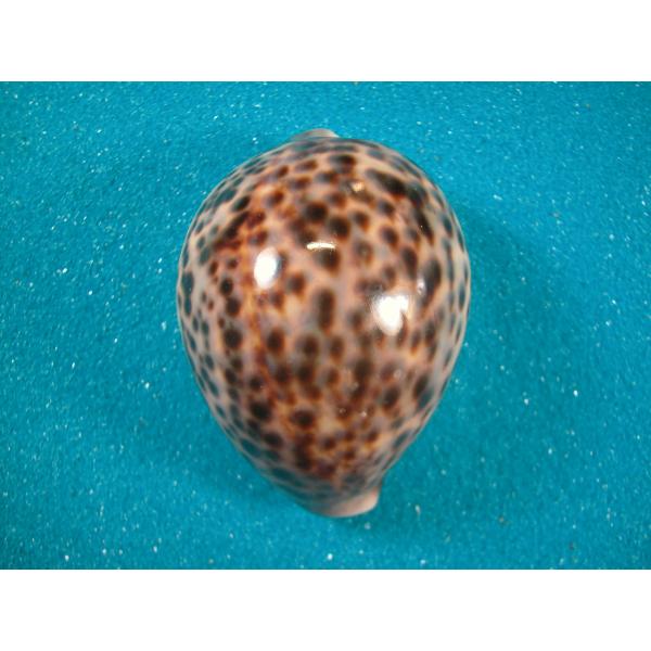 ホシダカラ : 貝殻ストア - 通販 - Yahoo!ショッピング