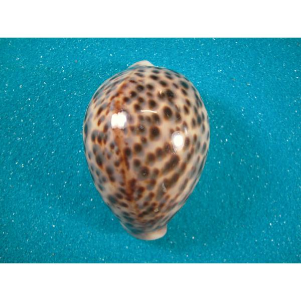 ホシタカラガイ　貝殻 ホシダカラ : 貝殻ストア - 通販 - Yahoo!ショッピング