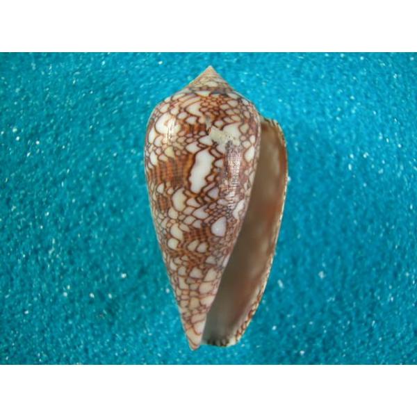 トウガタタガヤサンミナシ Buyee Servicio De Proxy Japones Buyee Compra En Japon