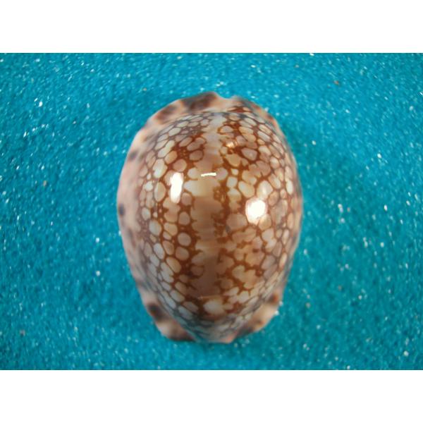 キッコウダカラ : 貝殻ストア - 通販 - Yahoo!ショッピング キッコウダカラ : 貝殻ストア - 通販 - Yahoo!ショッピング