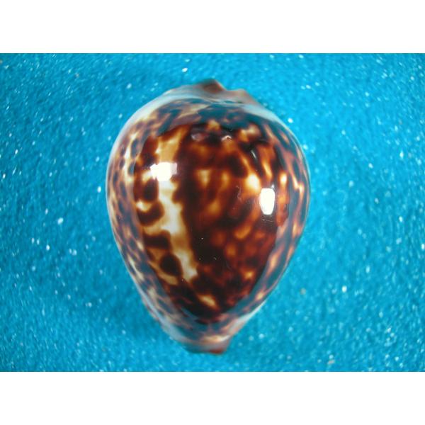 ニセオニギリダカラ : 貝殻ストア - 通販 - Yahoo!ショッピング