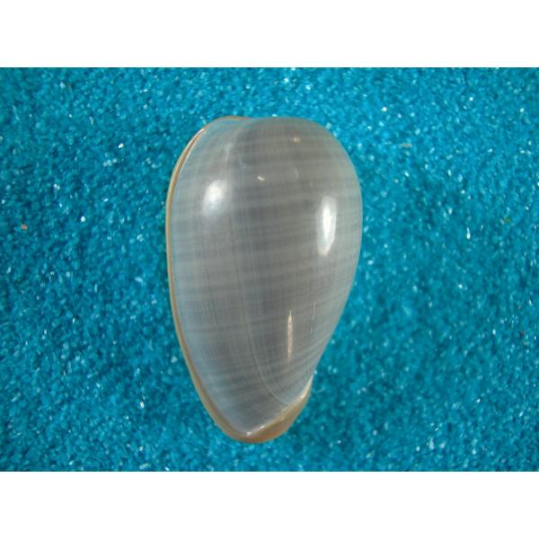 レア】 標本 タツノオトシゴ オウムガイ オウム貝 ヒレシャコガイ