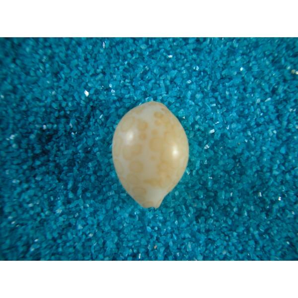 COWRIES　オサナ　カノコ　パパイア　フイリチドリダカラガイ　宝貝　貝殻5個 COWRIES オサナ カノコ パパイア フイリチドリダカラガイ 宝貝