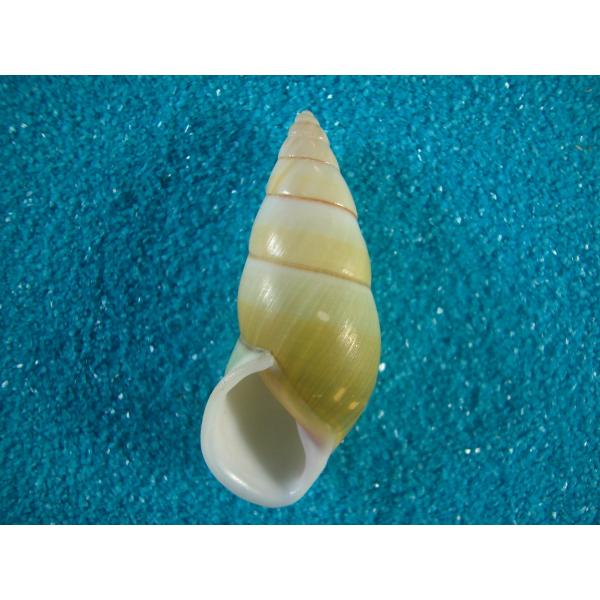 ナンバンマイマイ科 和名未定Amphidromus quadrasi : 貝殻ストア