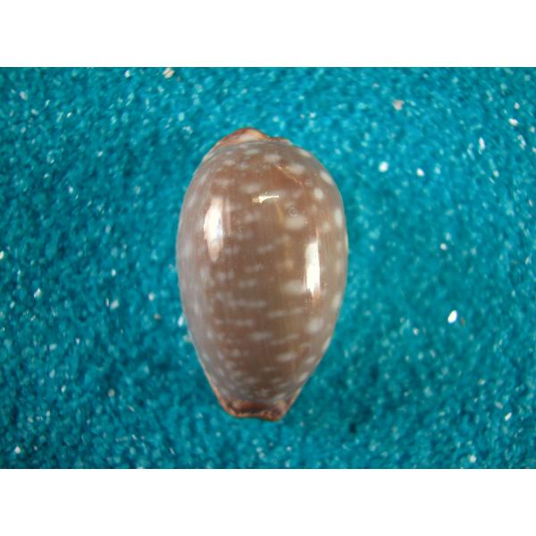 シボリダカラ. Staphylaea limacina Philippine  2,43cm  F++/GEM