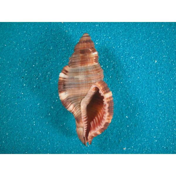 U*2様 【極美品】天然 貝殻 5点豪華セット（オウムガイ・ホネガイ・シノマキガ シノマキガイ : 貝殻ストア - 通販 - Yahoo!ショッピング