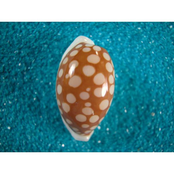 タカラガイ、貝殻、カバフダカラ、ニガー クロダカラ : 貝殻