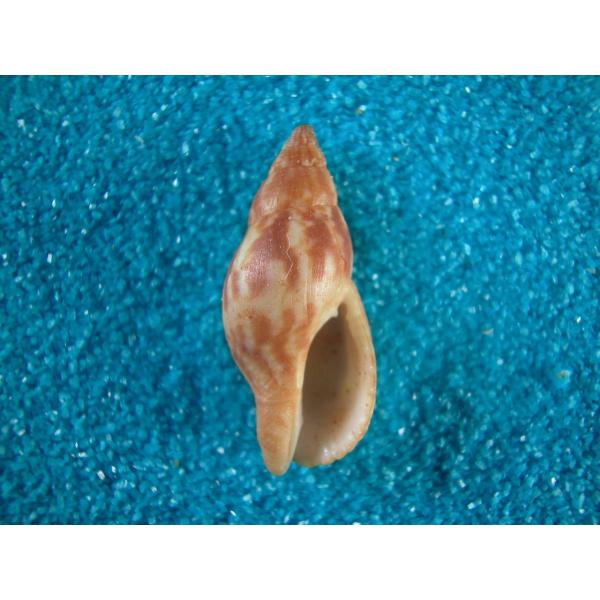 希少サイズ 完品 オウム貝の殻 大小2個セット フタゴヤシ 希少サイズ