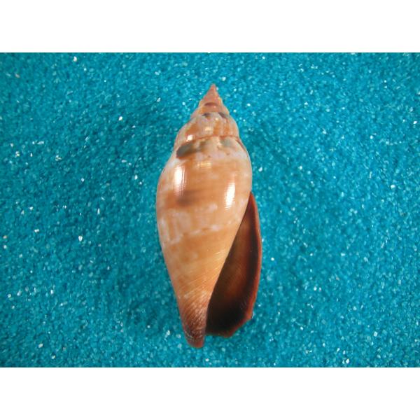 マクラソデガイ : 貝殻ストア - 通販 - Yahoo!ショッピング