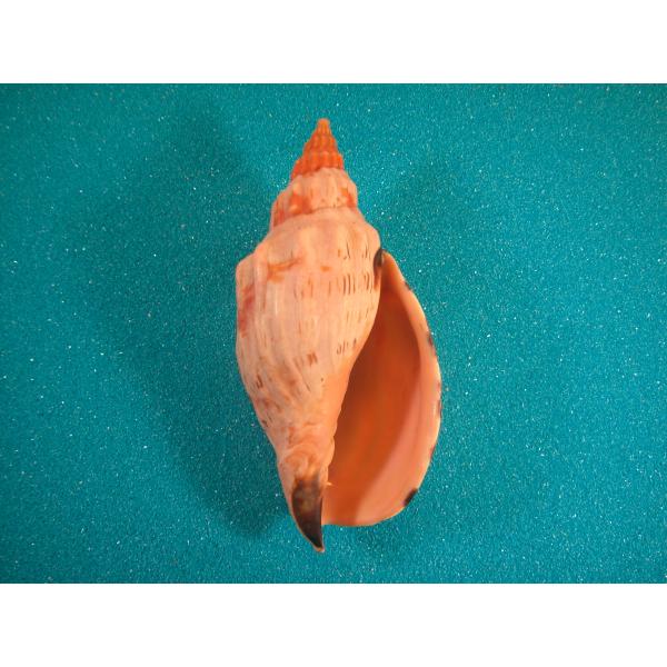 超希少)アツクチナルトボラ ソマリア共和国産 貝殻 超希少)アツクチ