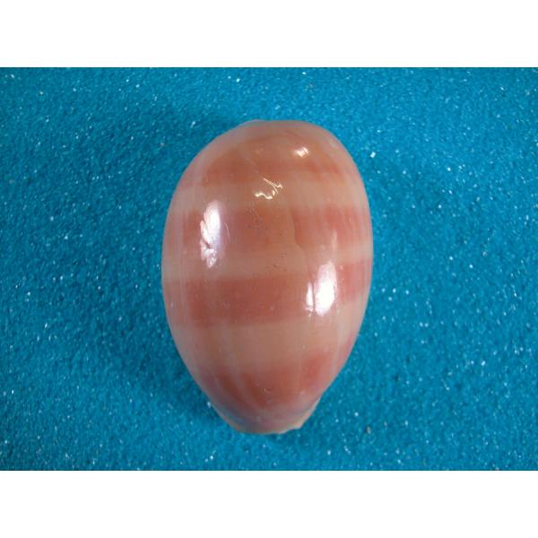 KID商店　ホラ貝 KID商店 ホラ貝 パラシュート | Spotoy | Kawada Official