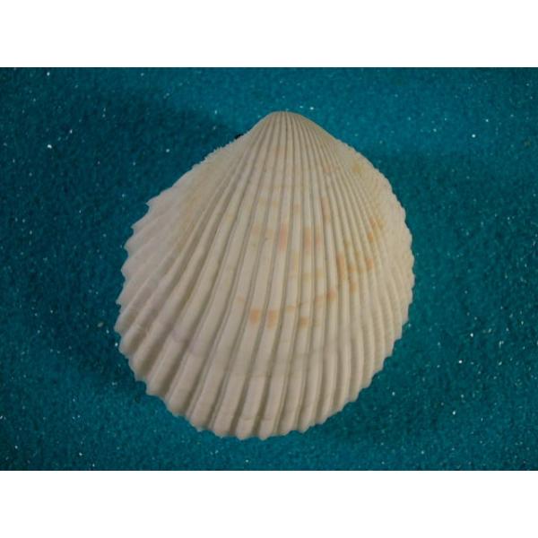 フジイロザルガイ : 貝殻ストア - 通販 - Yahoo!ショッピング