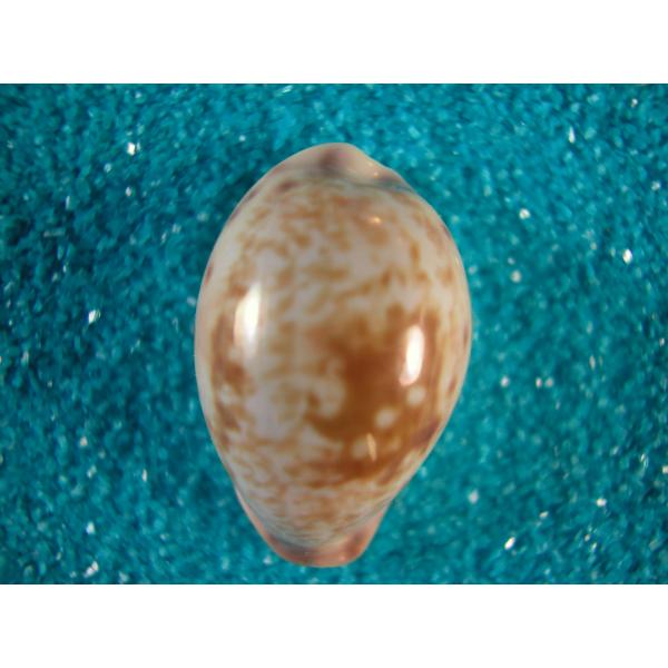 タカラガイ、貝殻、マイクハートダカラ タカラガイ、貝殻、マイクハートダカラ