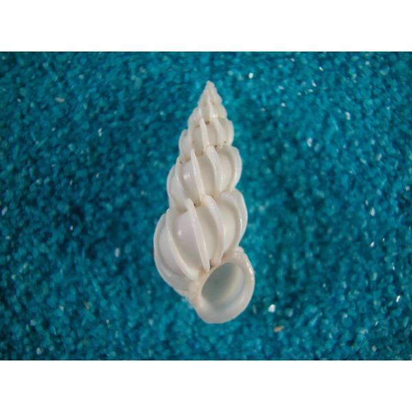 カタバリイトカケガイ : 貝殻ストア - 通販 - Yahoo!ショッピング