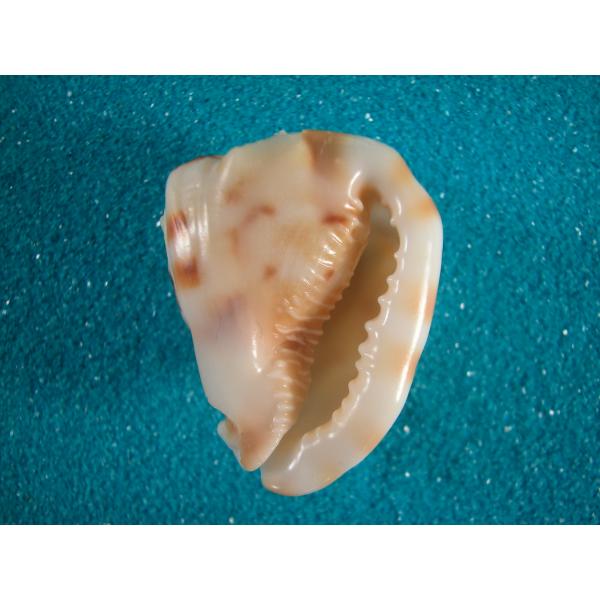 トウカムリ : 貝殻ストア - 通販 - Yahoo!ショッピング