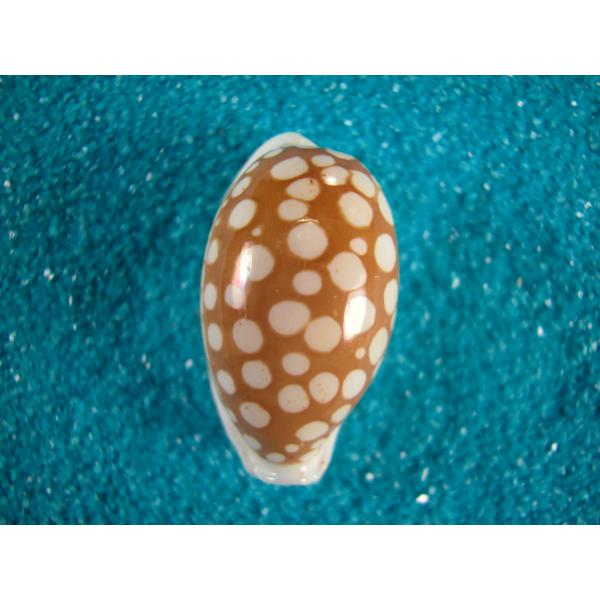 カノコダカラ : 貝殻ストア - 通販 - Yahoo!ショッピング