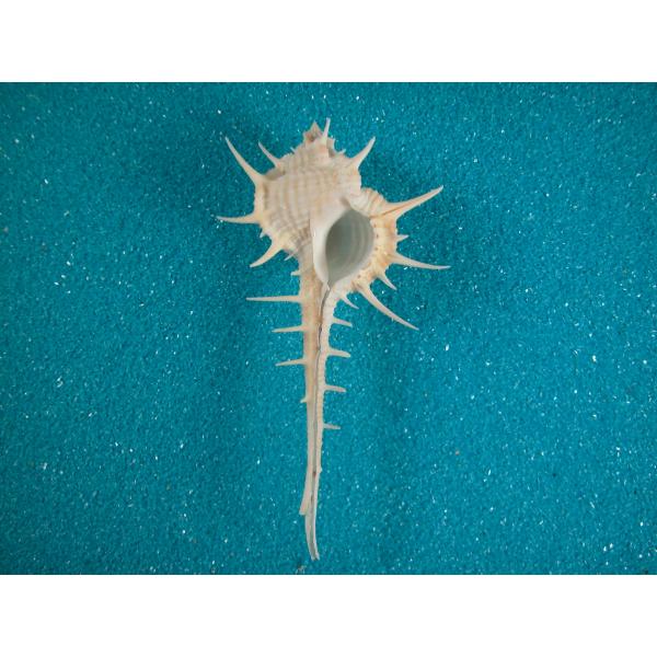 貝殻標本　アクキガイ アクキガイ : 貝殻ストア - 通販 - Yahoo!ショッピング