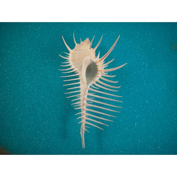 ホネガイ : 貝殻ストア - 通販 - Yahoo!ショッピング