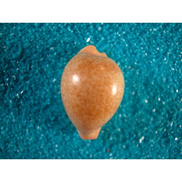 バークレイダカラ : 貝殻ストア - 通販 - Yahoo!ショッピング