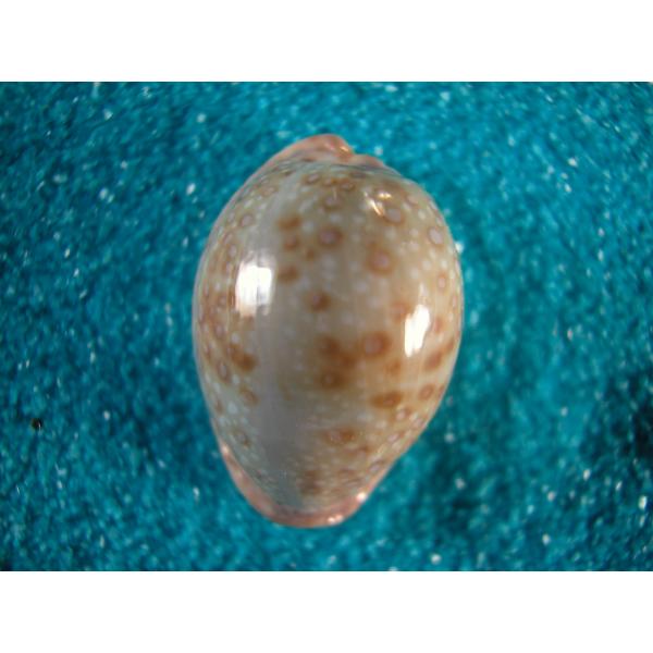 アフリカダカラ : 貝殻ストア - 通販 - Yahoo!ショッピング