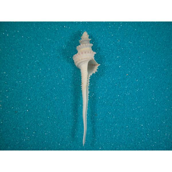 ハリスイトグルマ(イトグルマガイ科) : 貝殻ストア - 通販 - Yahoo