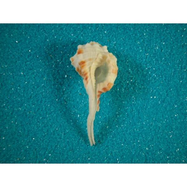 ヤセツブリボラ : 貝殻ストア - 通販 - Yahoo!ショッピング