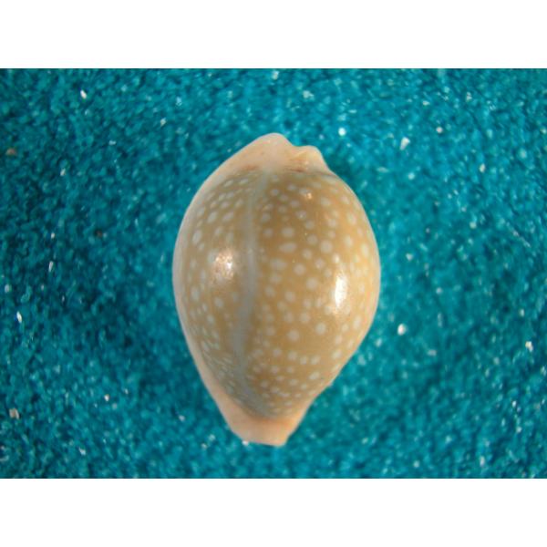 タカラガイ、貝殻、カバフダカラ、ニガー タカラガイ、貝殻、カバフダカラ、ニガー