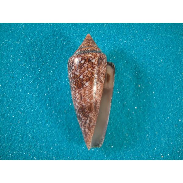 貝標本ウミノサカエイモ（海之栄芋（蓋付）濃色型） No.36 ｳﾐﾉｻｶｴｲﾓ(海之栄芋) 貝殻の問屋さん- 世界の貝殻・自然