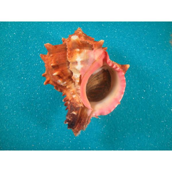 ボタンガンセキボラ　蓋付き　貝殻　標本 ボタンガンゼキボラ : 貝殻ストア - 通販 - Yahoo!ショッピング