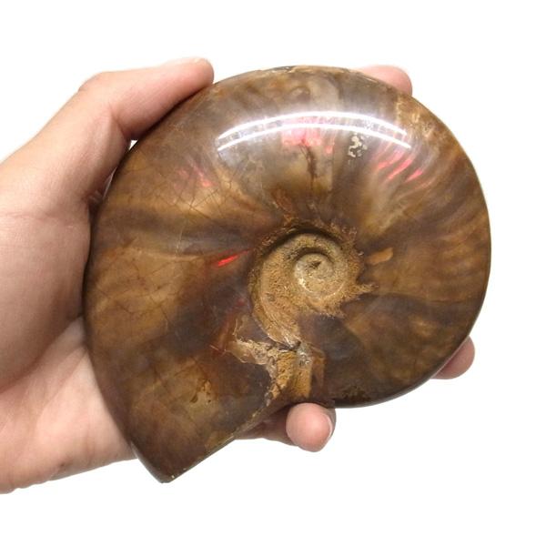 アンモナイト 化石 標本 マダガスカル産 : 仏像と縁起物の専門店 龍祥