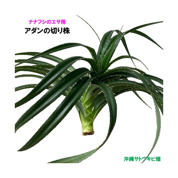 【商品内容】ナナフシのエサ用　アダンの切り株　1株葉の枚数：16〜20枚葉の1枚の長さ:約40cm〜50cm農薬不使用※写真はイメージです　自然のものなので大きさ、形状、葉の枚数等は1つずつ異なります沖縄県産のアダンの切り株です切り株の切り...