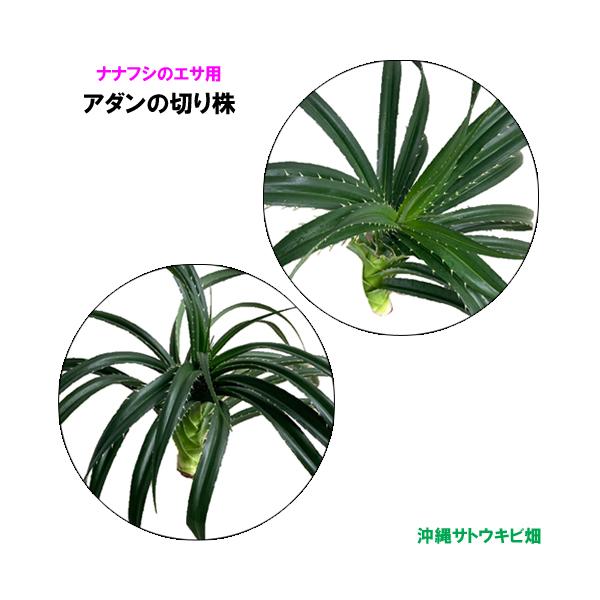 【商品内容】ナナフシのエサ用　アダンの切り株　2株葉の枚数：16〜20枚葉の1枚の長さ:約40cm〜50cm農薬不使用※写真はイメージです　自然のものなので大きさ、形状、葉の枚数等は1つずつ異なります沖縄県産のアダンの切り株です切り株の切り...