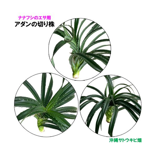 【商品内容】ナナフシのエサ用　アダンの切り株　3株葉の枚数：16〜20枚×3葉の1枚の長さ:約40cm〜50cm農薬不使用※写真はイメージです　自然のものなので大きさ、形状、葉の枚数等は1つずつ異なります沖縄県産のアダンの切り株です切り株の...