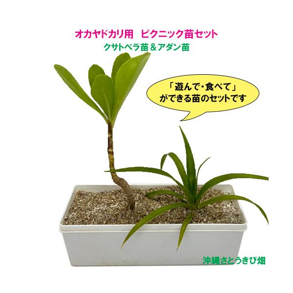 オカヤドカリ用　ピクニック苗セット　クサトベラ苗＆アダン苗
