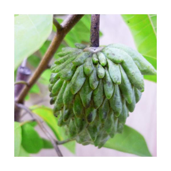 ■アテモヤ苗 (ジェフナー種) 接木苗熱帯果樹苗 ■生産地:沖縄県■全体の高さ:60-100cm■生育年数:接木半年-1年■ポット:15-18cmポット■バンレイシ科チェリモヤとバンレイシの交配種早生種で早期結実性ピンクスマンモスより結実性...