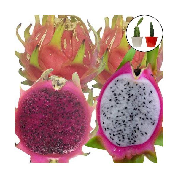 お買い得な沖縄県産ドラゴンフルーツ紅白苗です【商品内容】ドラゴンフルーツ苗　(白実)挿木苗:1ポットドラゴンフルーツ苗　(赤実)挿木苗:1ポット■ドラゴンフルーツ苗　(白実)挿木苗熱帯果樹苗■生産地:沖縄県■全体の高さ:15-30cm■生育...