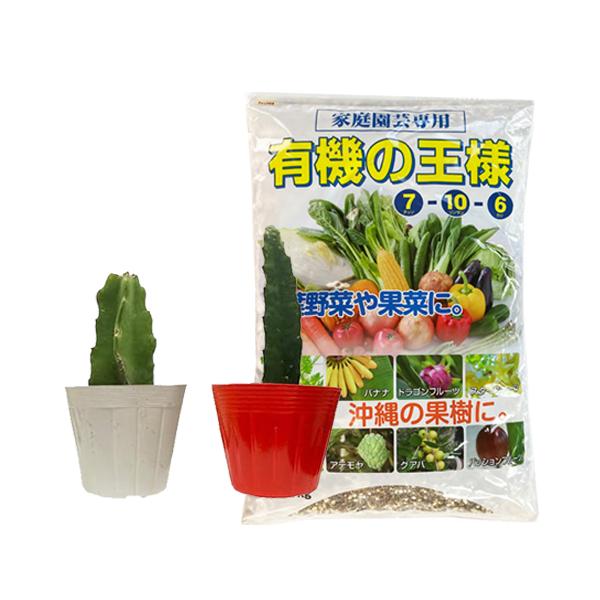 ドラゴンフルーツ苗挿木苗紅白苗小サイズと肥料有機の王様2kgセット　　 |沖縄 果物 果実 フルーツ 南国 デザート おやつ 甘い 果樹苗 熱帯果樹 ピタヤ pitaya