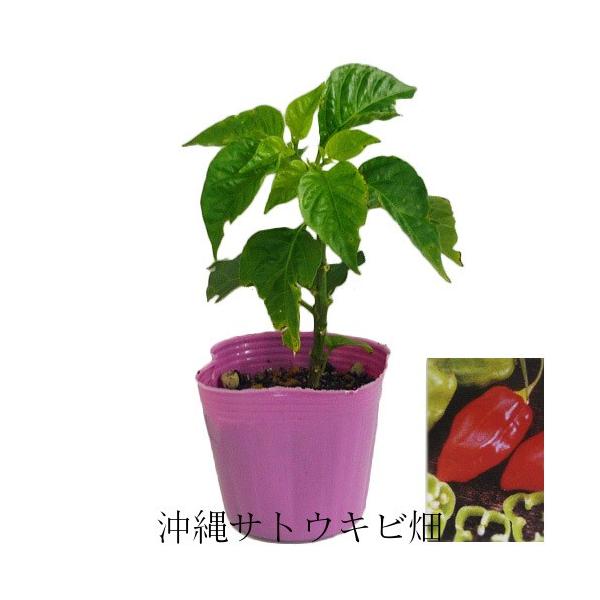 Item Shopping C Yimg Jp I L Ryuuka Frutescens Red