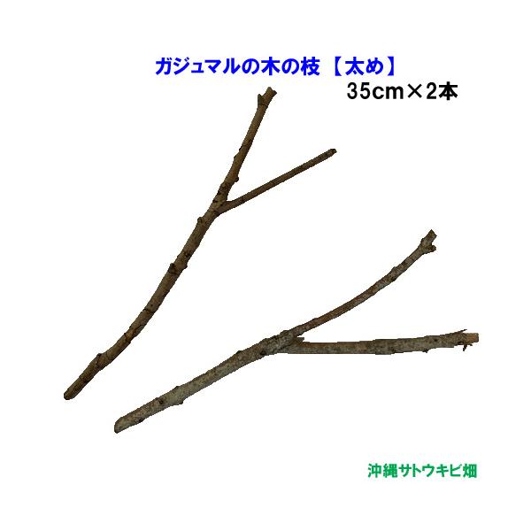 オカヤドカリの遊び場　がじゅまる（ガジュマル）の木の枝【太め】35cm×2本 |おかやどかり 飼育 アクアリウム アクア用品 隠れ家 無添加 天然素材 ストレス軽減