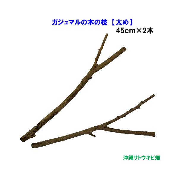 オカヤドカリの遊び場　がじゅまる（ガジュマル）の木の枝【太め】45cm×2本 |おかやどかり 飼育 アクアリウム アクア用品 隠れ家 無添加 天然素材 ストレス軽減