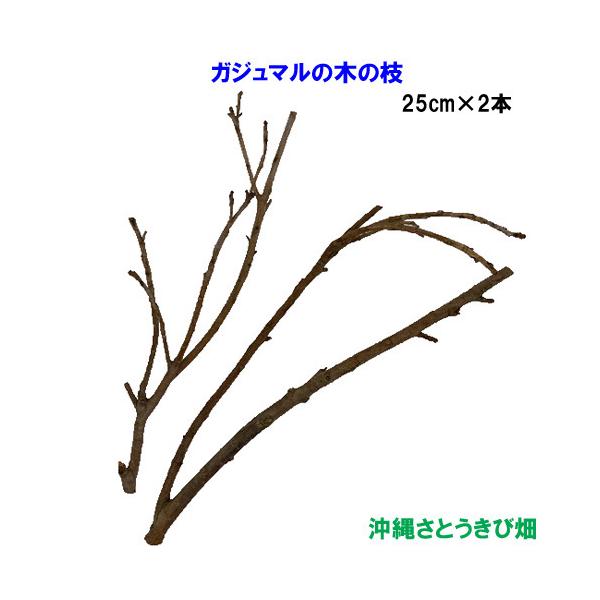 ܂iKW}j̖؂̎}@25cm×2{