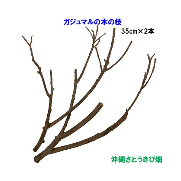 オカヤドカリの遊び場　がじゅまる（ガジュマル）の木の枝　35cm×2本 |おかやどかり 飼育 アクアリウム アクア用品 隠れ家 無添加 天然素材 ストレス軽減