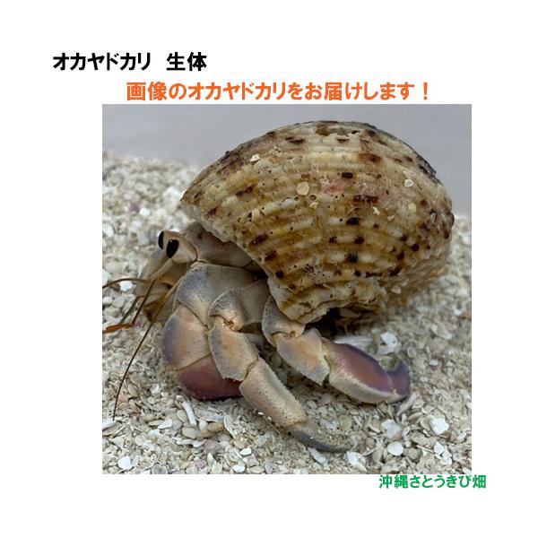 【現品販売】画像の生体をお届け　オカヤドカリ生体　Lサイズ(小さめ)　薄紫とベージュと水色系　NO16　|沖縄 coenobita ペット 飼育 陸宿借 観察 宿題 自由研究