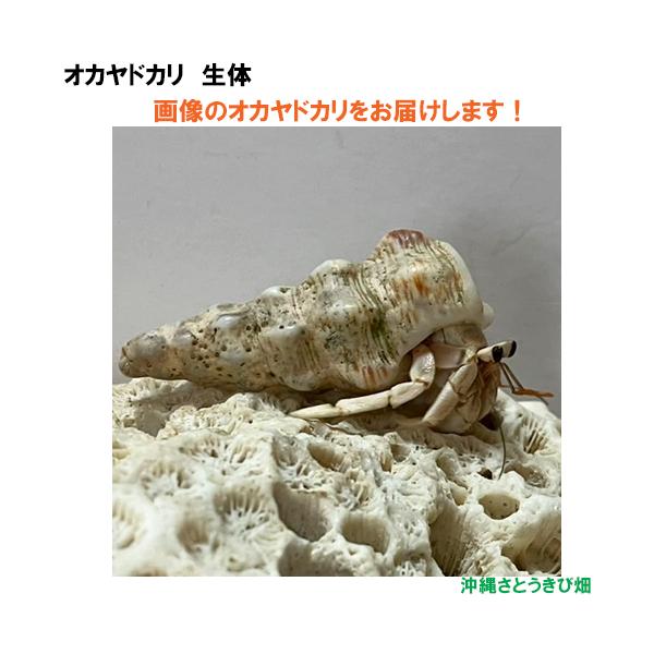 【現品販売】画像の生体をお届け　オカヤドカリ生体　SSサイズ　白色系　NO21　|沖縄 coenobita ペット 飼育 陸宿借 観察 夏休みの宿題 自由研究