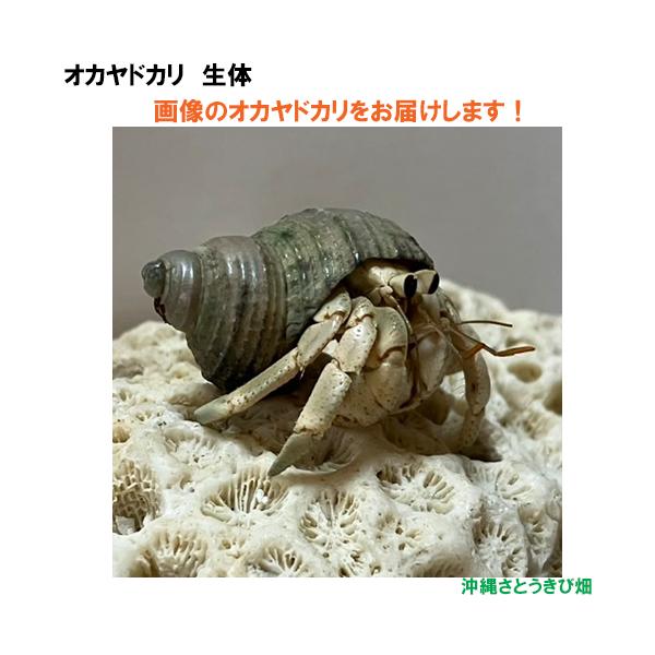 【現品販売】画像の生体をお届け　オカヤドカリ生体　SSサイズ　ベージュと水色系　NO22　|沖縄 coenobita ペット 飼育 陸宿借 観察 夏休みの宿題 自由研究