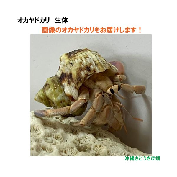 【現品販売】画像の生体をお届け　オカヤドカリ生体　Sサイズ　ベージュとブルーとピンク色系　NO27　|沖縄 coenobita ペット 飼育 陸宿借 観察　宿題 自由研究