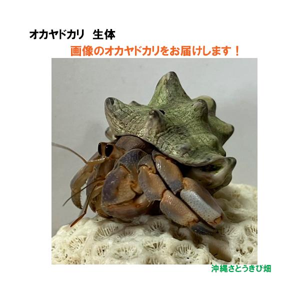 【現品販売】画像の生体をお届け　オカヤドカリ生体　Mサイズ(レギュラー)　青紫とオレンジ色系　NO28　|沖縄 coenobita ペット 飼育 陸宿借 観察　自由研究