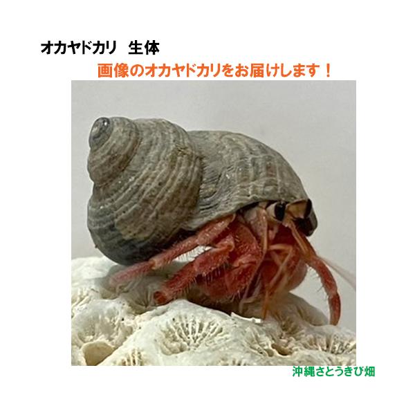 【現品販売】画像の生体をお届け　オカヤドカリ生体　SSサイズ　赤色系　NO37　　|沖縄 coenobita ペット 飼育 陸宿借 観察 夏休みの宿題 自由研究